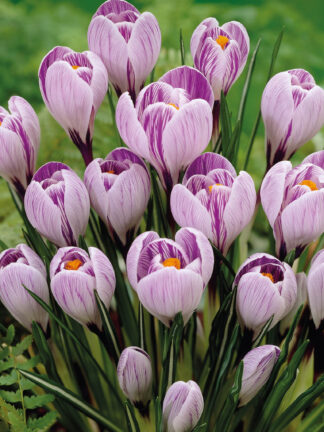 Crocus Pickwick