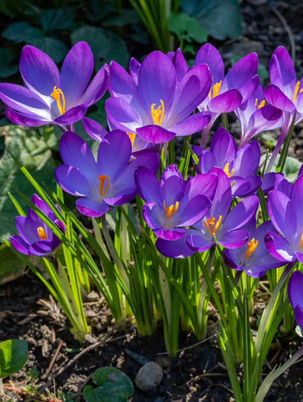 Crocus Ruby Giant
