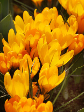 Crocus Big Yellow