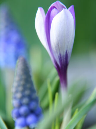 Crocus Sieberi Spring Beauty