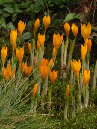 Crocus Orange Monarch