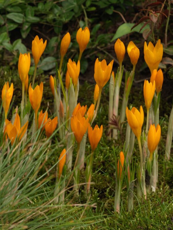 Crocus Orange Monarch