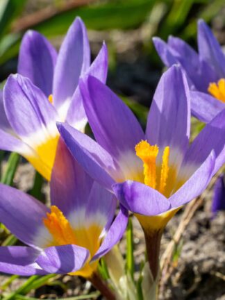 Crocus Sublimis Tricolor