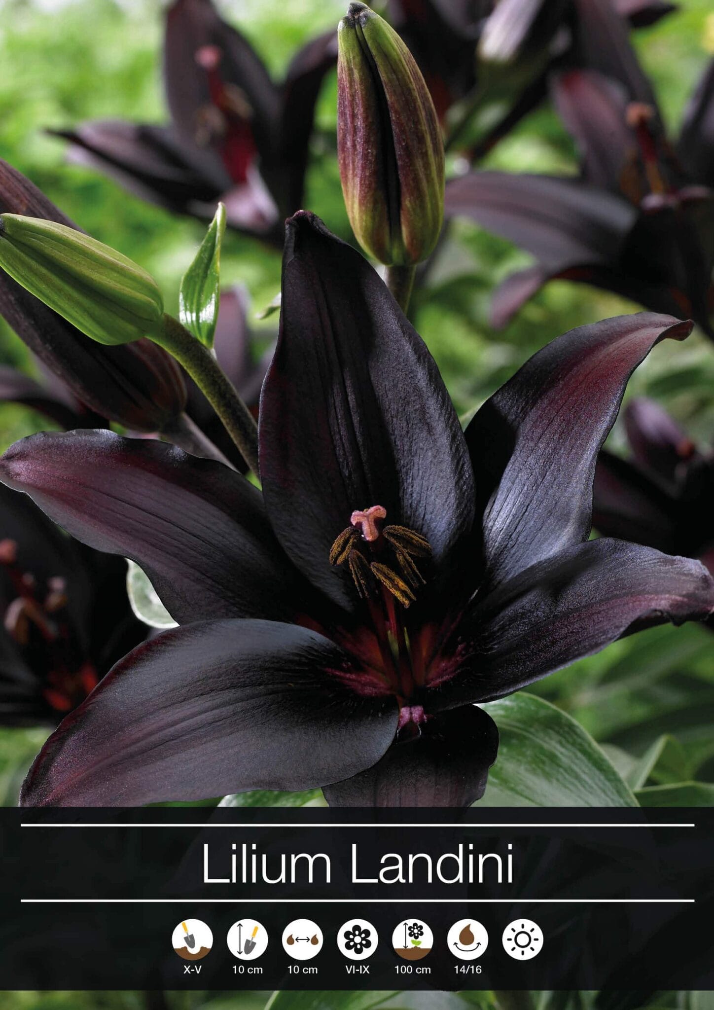 Lilium Landini