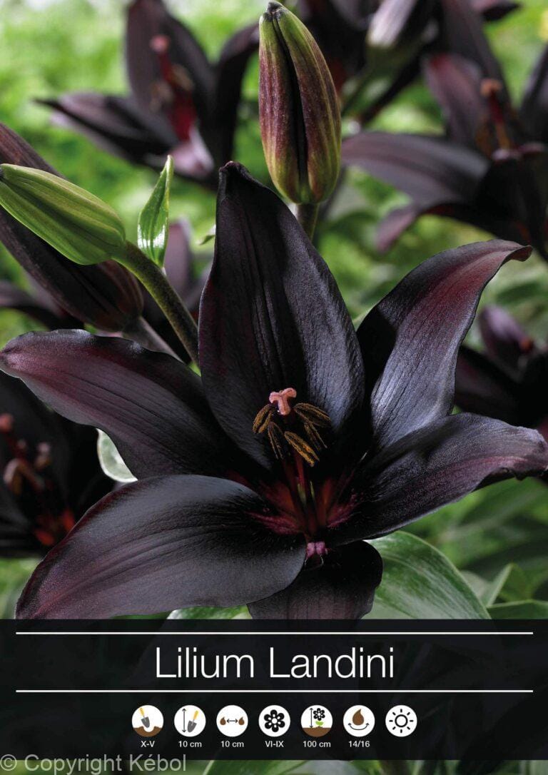 Lilium Landini
