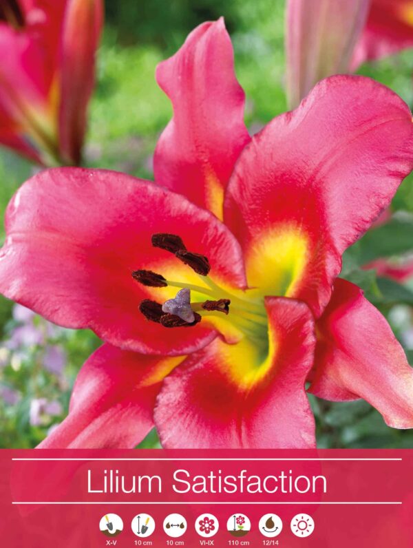 Lilium Satisfaction