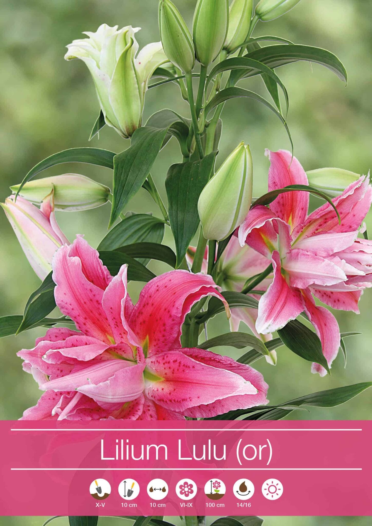 Lilium Lulu