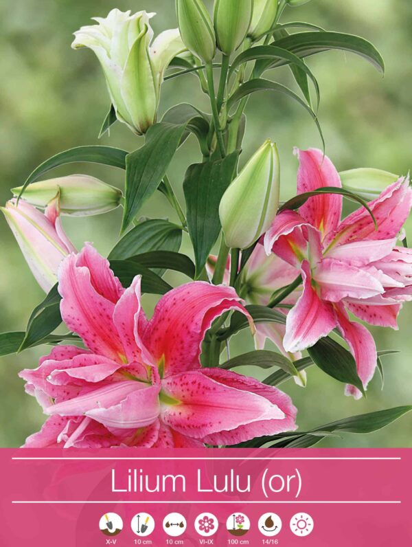 Lilium Lulu