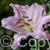 Lilium Josephine