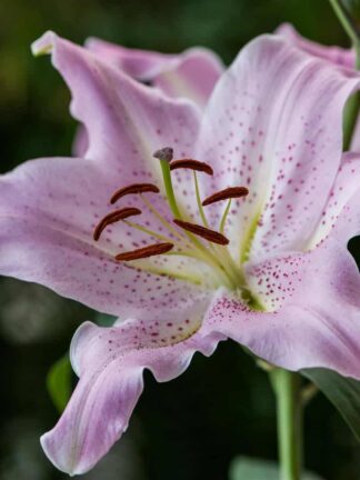 Lilium Josephine