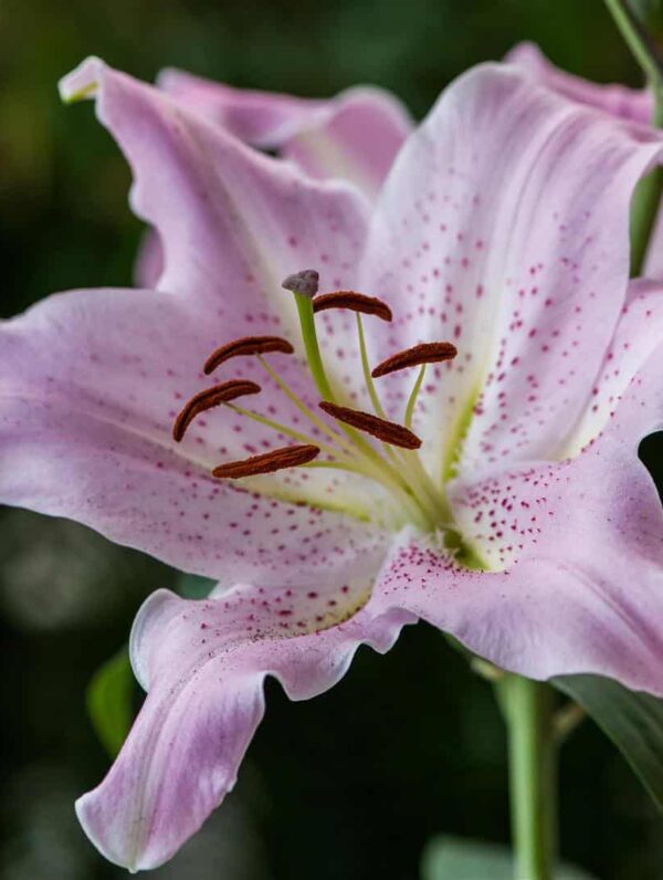 Lilium Josephine