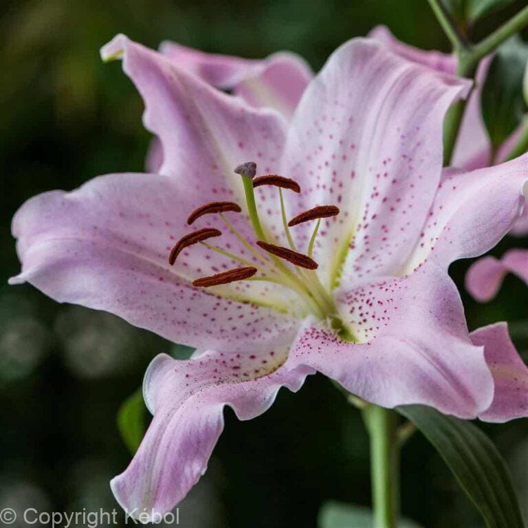 Lilium Josephine