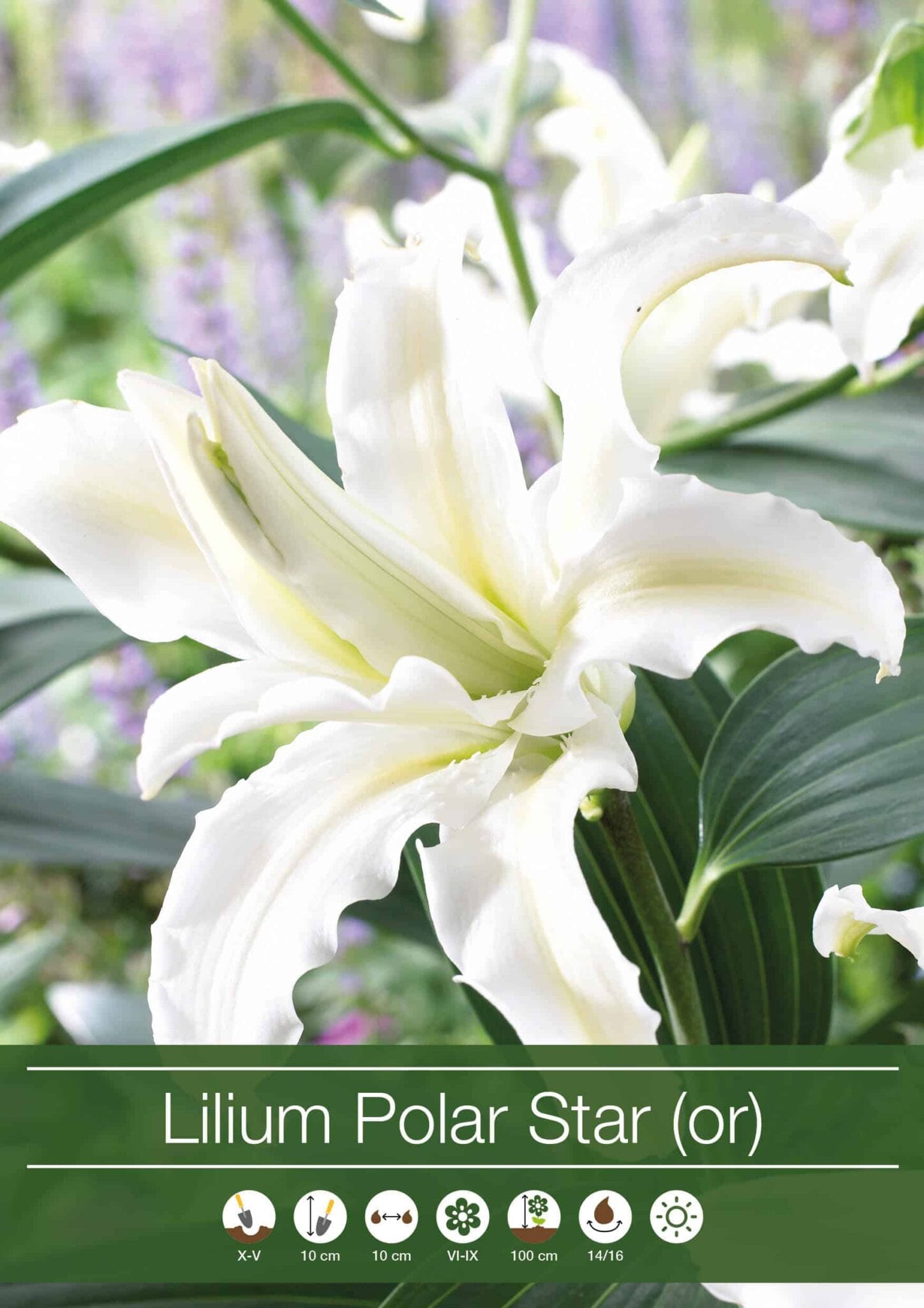 Lilium Polar Star