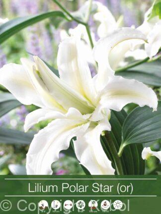 Lilium Polar Star