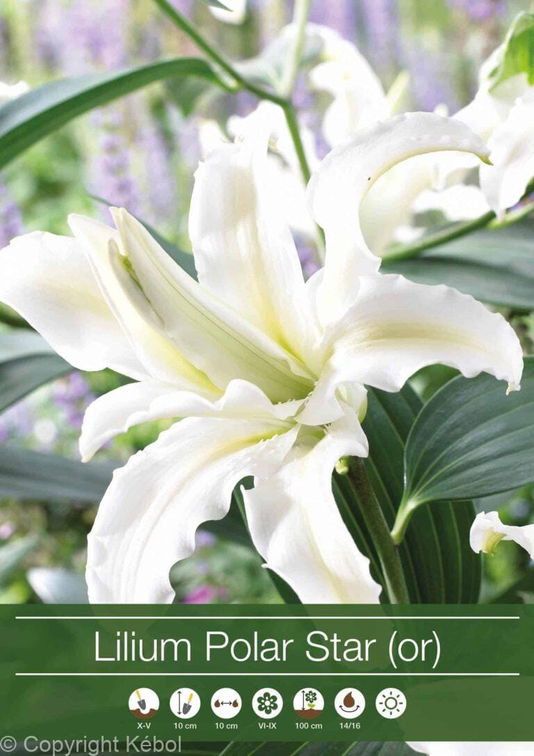Lilium Polar Star