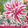 Lilium Magic Star