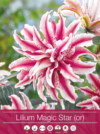 Lilium Magic Star
