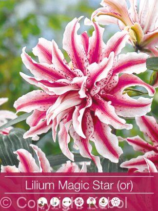 Lilium Magic Star