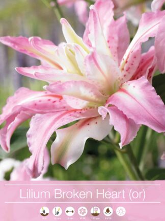 Lilium Broken Heart