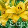 Lilium Goldwing
