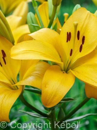 Lilium Goldwing