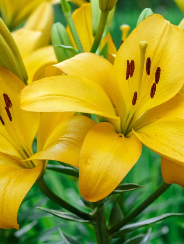 Lilium Goldwing