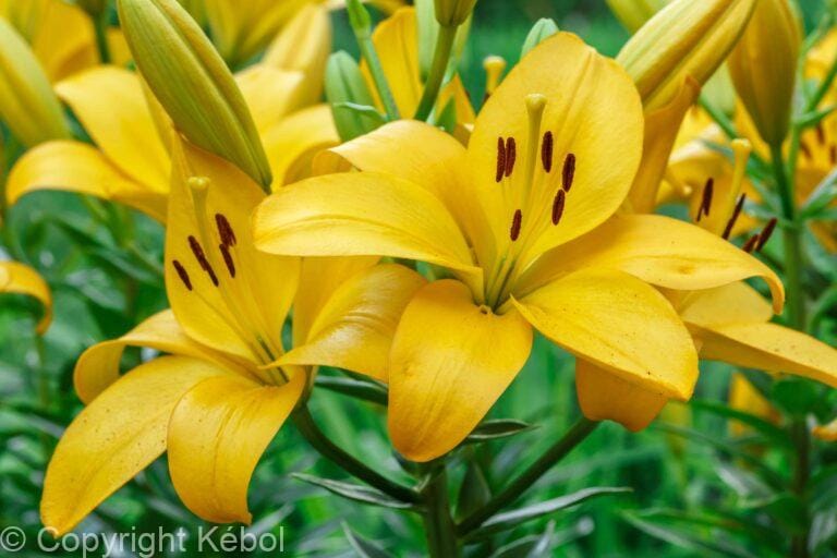 Lilium Goldwing