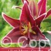 Lilium Magny Course