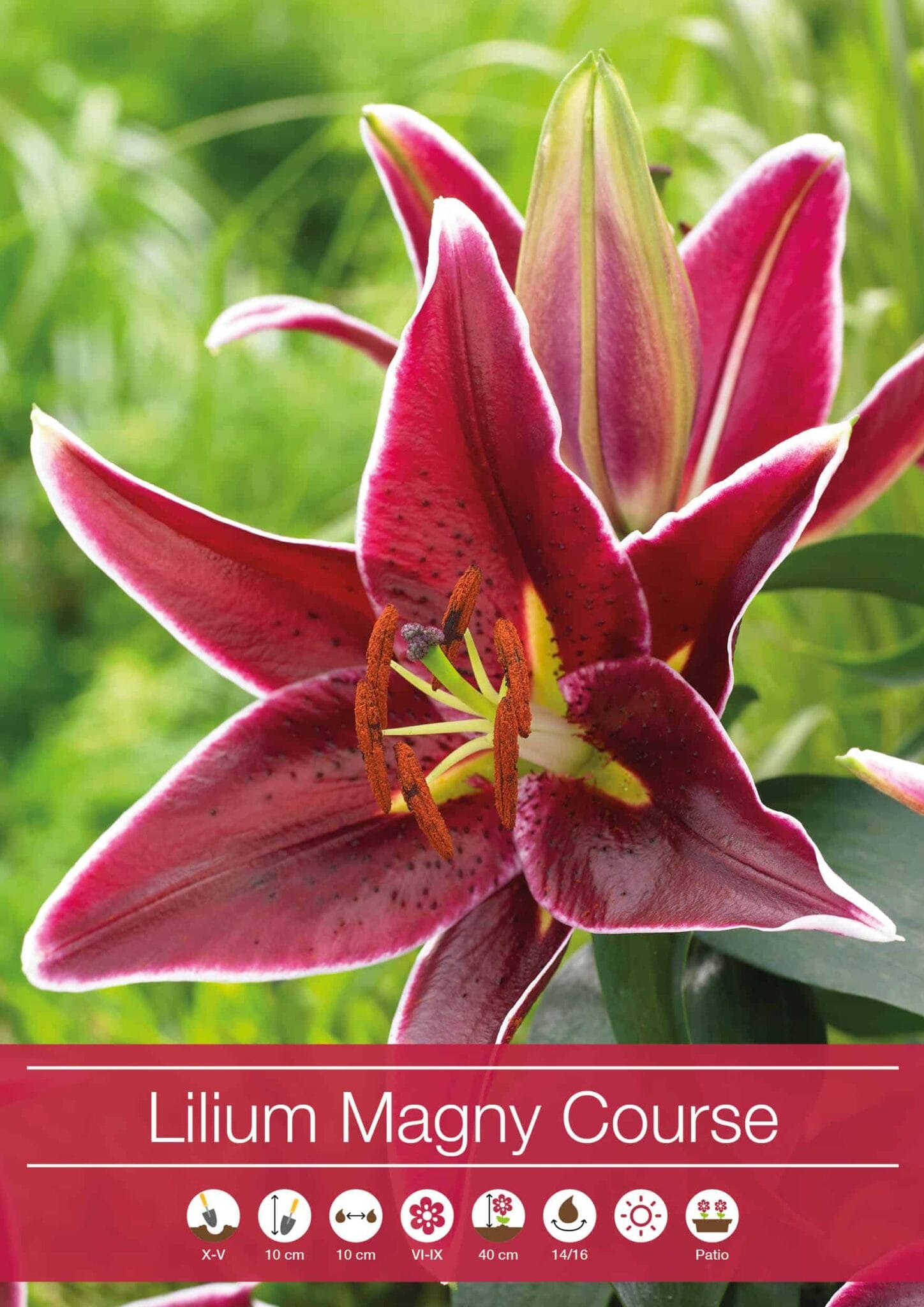 Lilium Magny Course