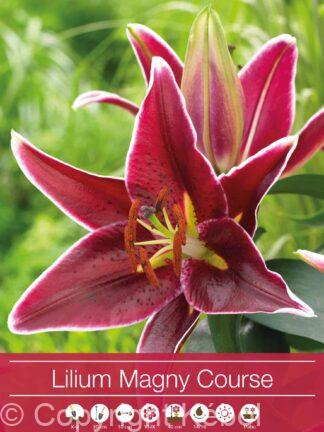 Lilium Magny Course