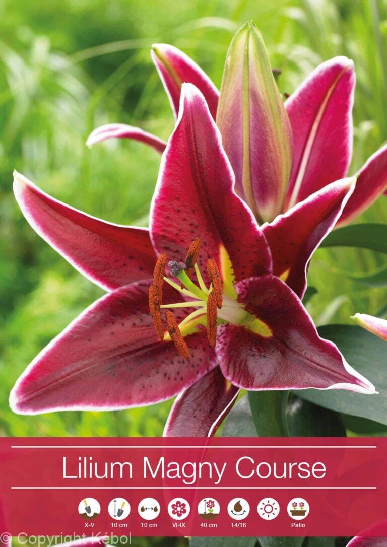 Lilium Magny Course