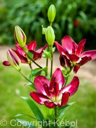 Lilium Double Sensation
