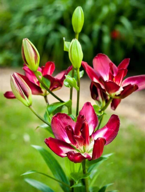 Lilium Double Sensation