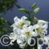 Lilium Pretty Woman