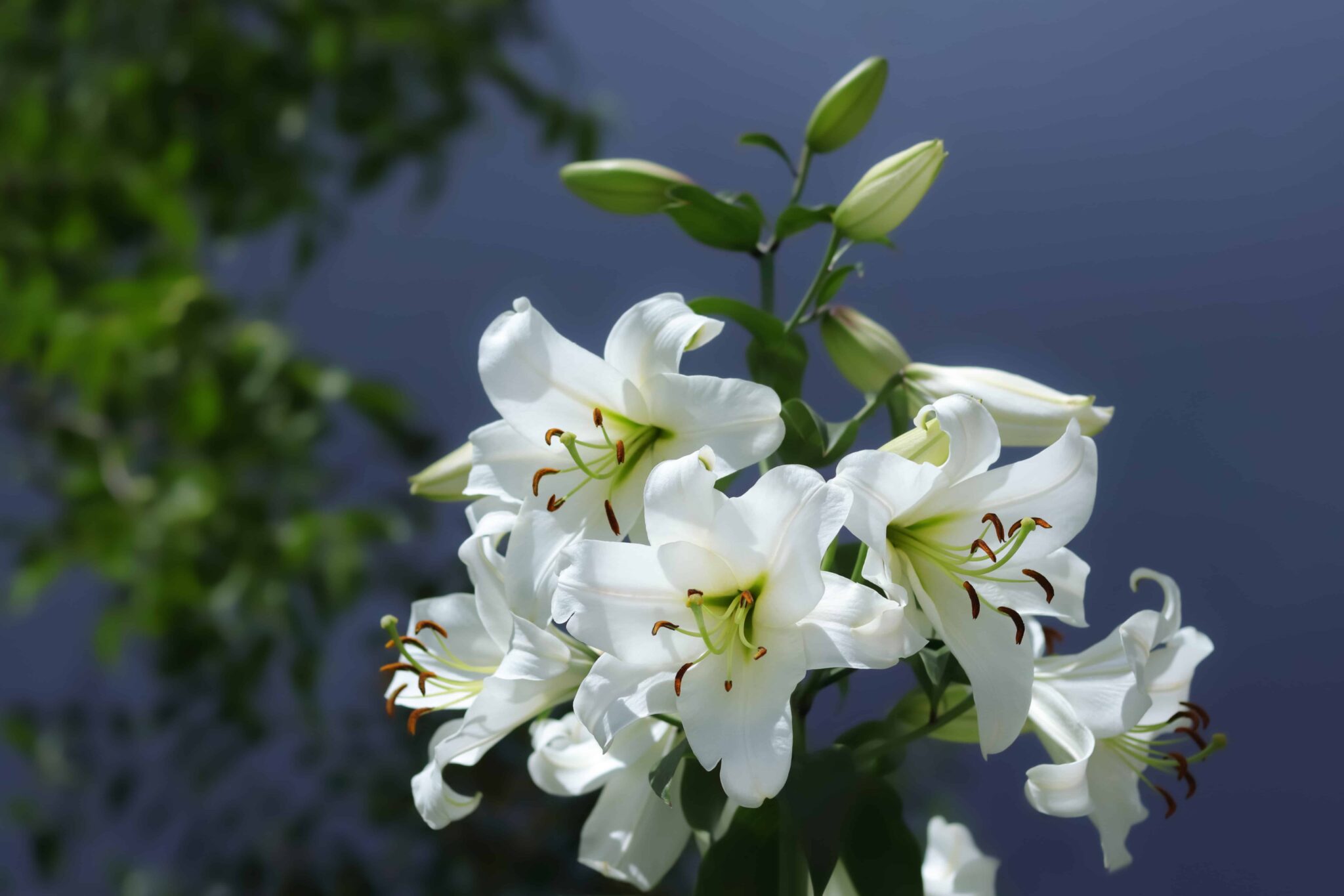 Lilium Pretty Woman