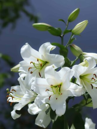Lilium Pretty Woman