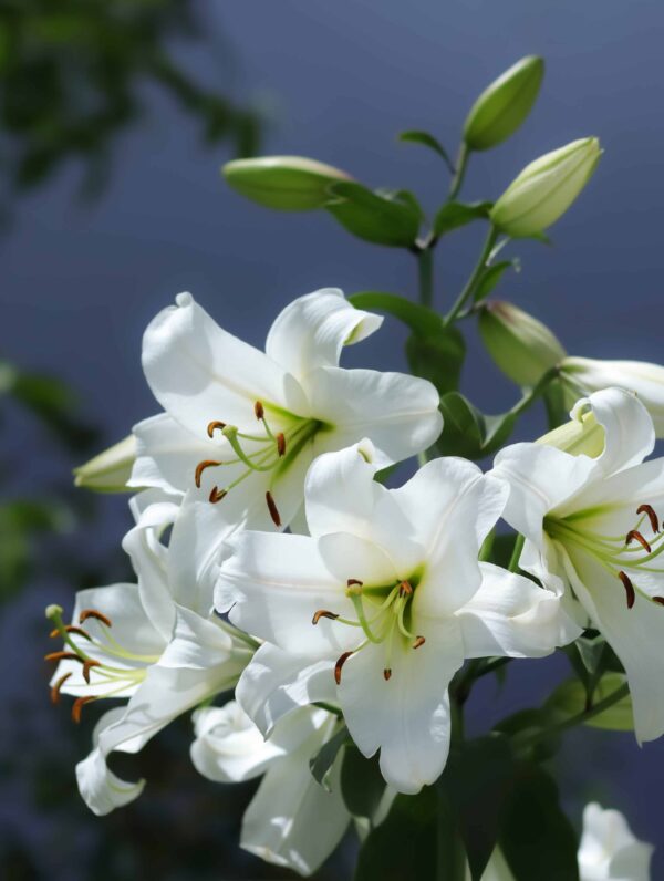 Lilium Pretty Woman