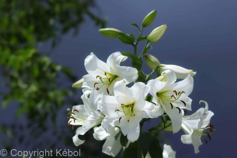 Lilium Pretty Woman
