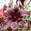 Lilium Night Flyer