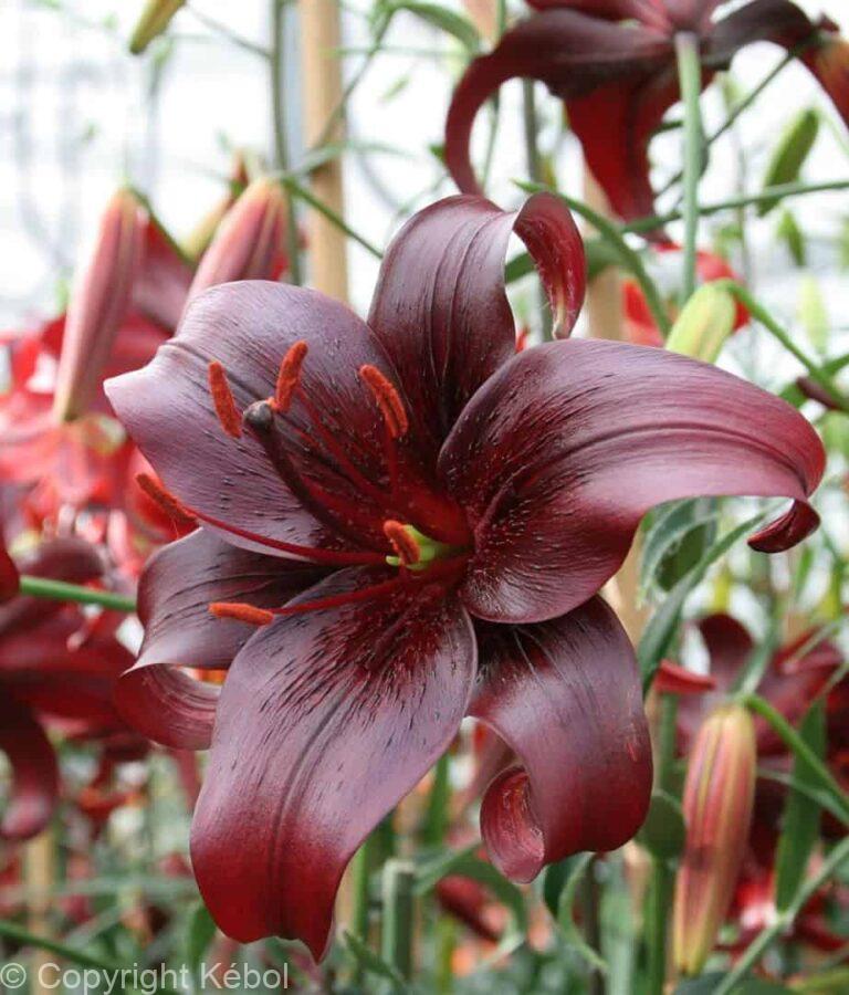Lilium Night Flyer