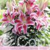 Lilium Rapid Romance