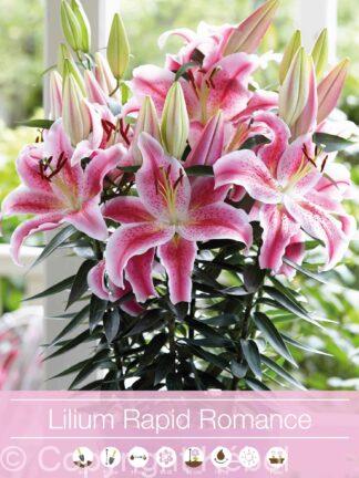 Lilium Rapid Romance