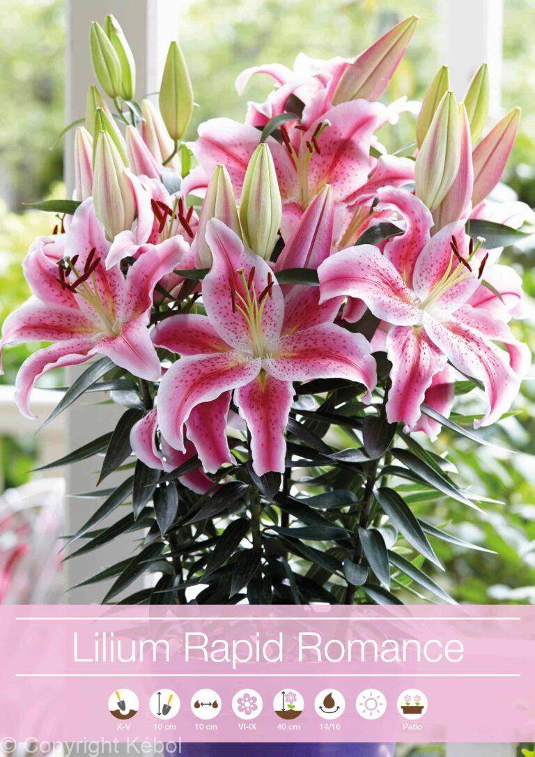 Lilium Rapid Romance