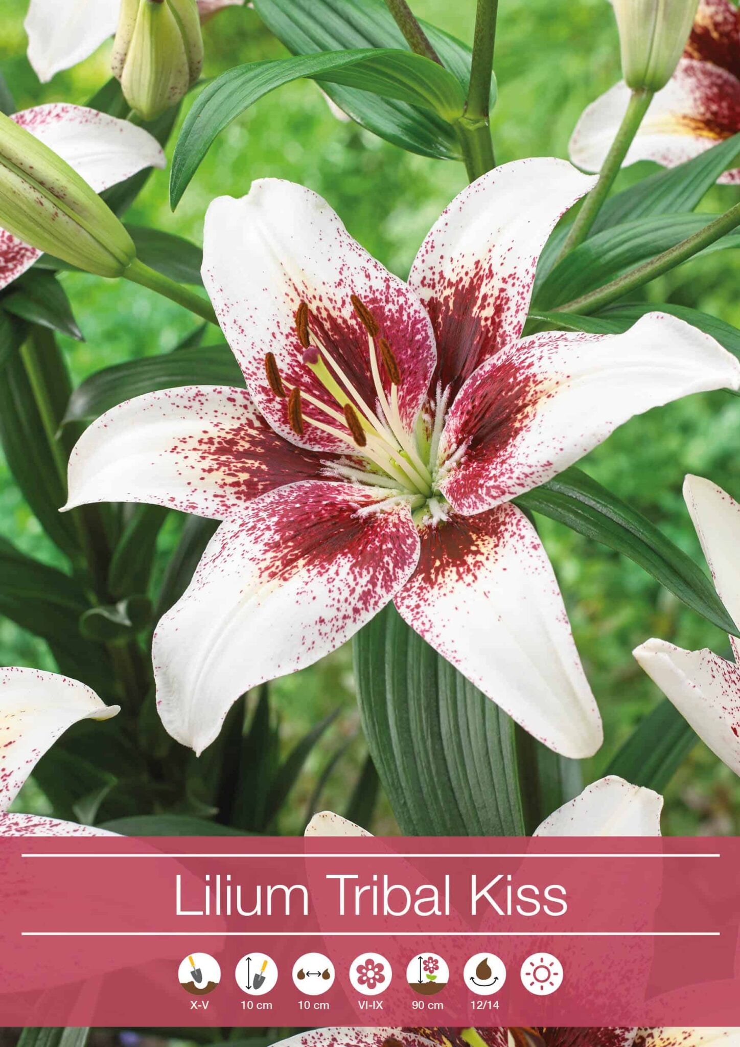 Lilium Tribal Kiss