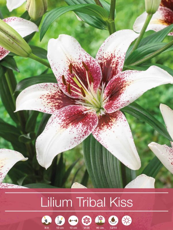 Lilium Tribal Kiss