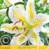 Lilium Gold Band