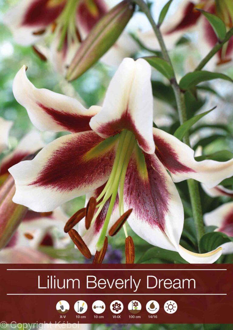 Lilium Beverly Dream