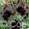 Lilium Royal Kiss