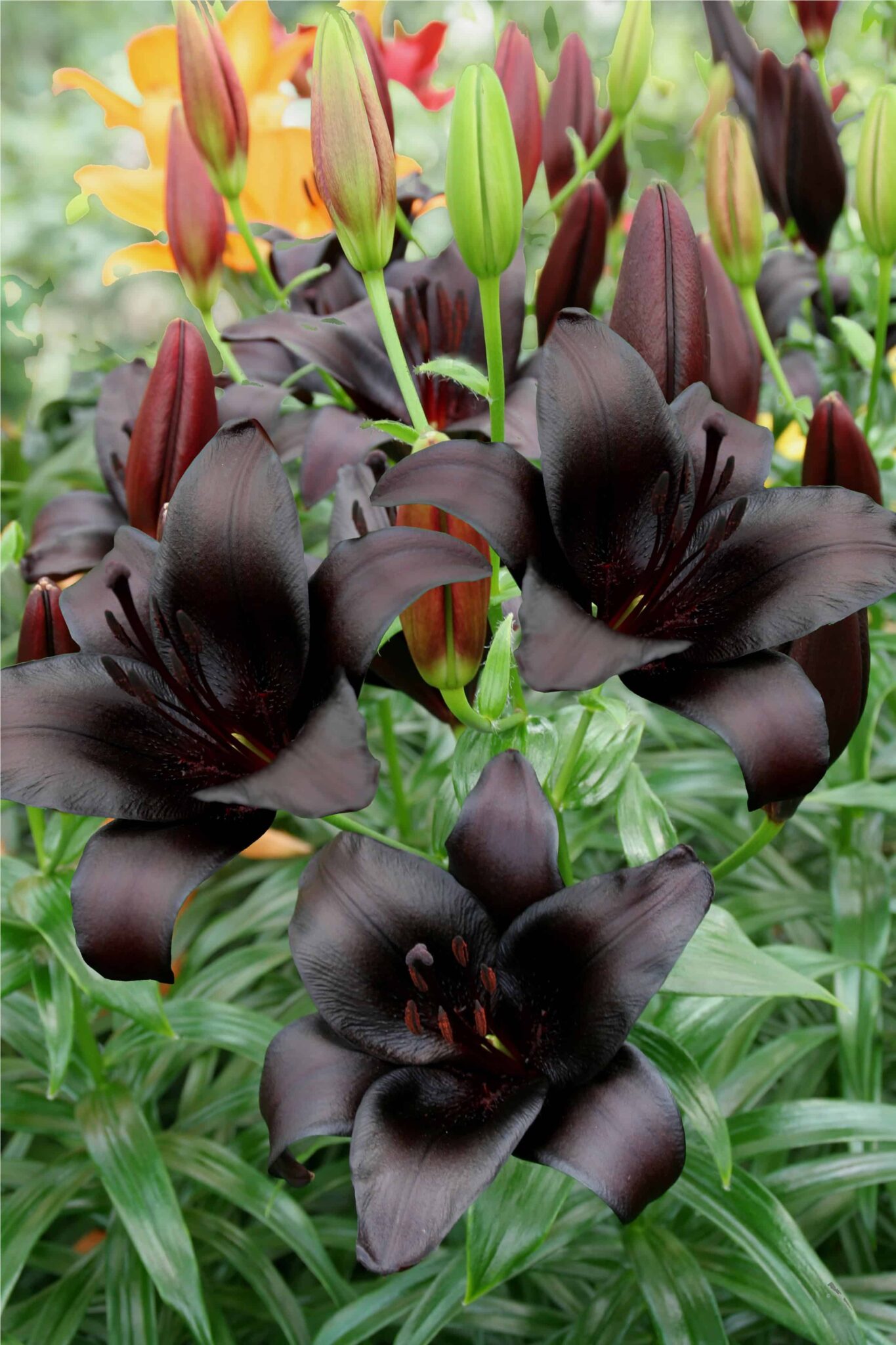 Lilium Royal Kiss
