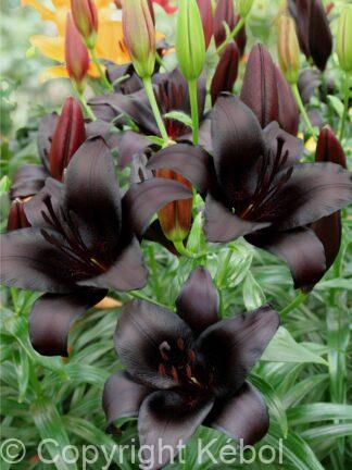 Lilium Royal Kiss